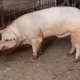 old-boar-PDCWC7H-mini.jpg