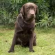 Labrador marrone per monta 2.jpg
