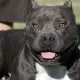 pitbull-nero.jpg