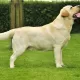 labrador-giallo-monta.jpg