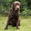 Labrador marrone per monta 2.jpg