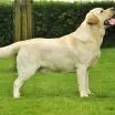 labrador-giallo-monta.jpg